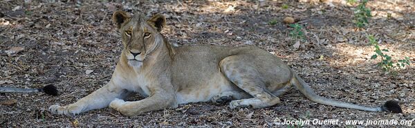 Katavi National Park - Tanzania