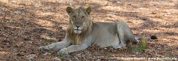 Parc national de Katavi - Tanzanie