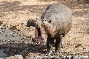 Katavi National Park - Tanzania