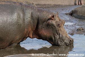 Katavi National Park - Tanzania