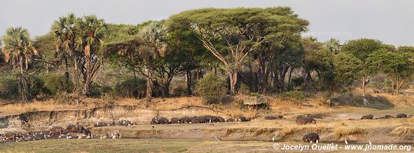 Parc national de Katavi - Tanzanie