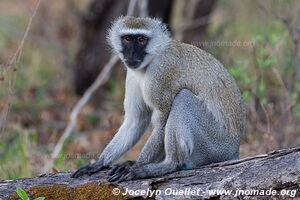 Parc national de Katavi - Tanzanie