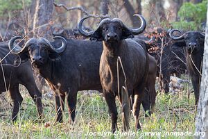 Katavi National Park - Tanzania