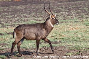 Parc national de Katavi - Tanzanie