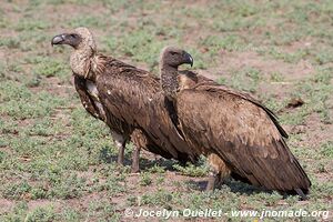 Katavi National Park - Tanzania