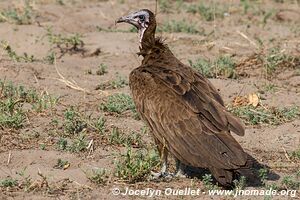 Katavi National Park - Tanzania