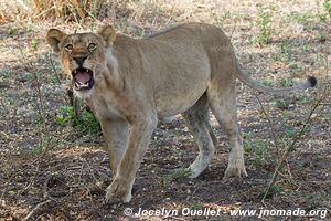 Katavi National Park - Tanzania