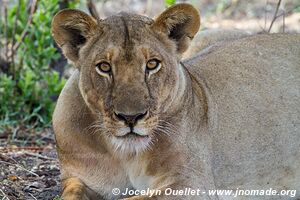 Parc national de Katavi - Tanzanie