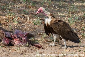 Katavi National Park - Tanzania