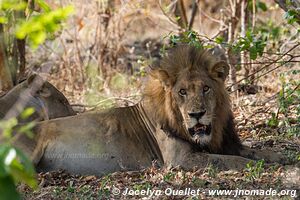 Parc national de Katavi - Tanzanie