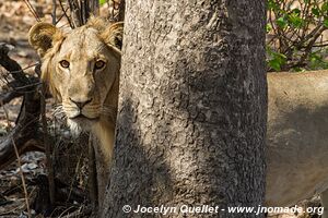 Parc national de Katavi - Tanzanie