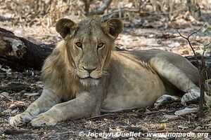 Parc national de Katavi - Tanzanie