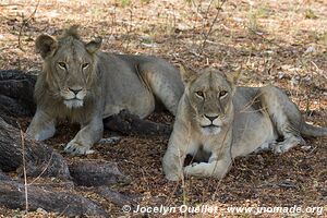 Parc national de Katavi - Tanzanie