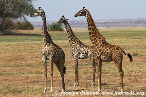 Parc national de Katavi - Tanzanie