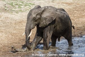 Parc national de Katavi - Tanzanie