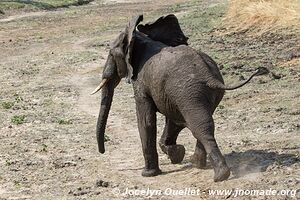 Parc national de Katavi - Tanzanie