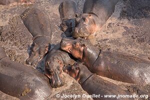 Katavi National Park - Tanzania