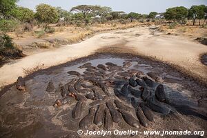 Parc national de Katavi - Tanzanie