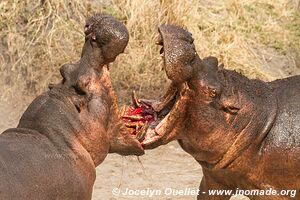 Katavi National Park - Tanzania