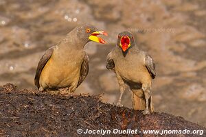 Katavi National Park - Tanzania