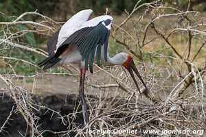 Parc national de Katavi - Tanzanie