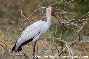 Katavi National Park - Tanzania