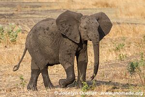 Katavi National Park - Tanzania