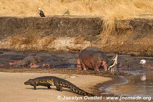 Parc national de Katavi - Tanzanie