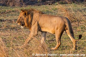 Parc national de Katavi - Tanzanie