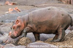 Katavi National Park - Tanzania