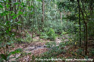 Parc national de Gombe Stream - Lac Tanganyika - Tanzanie