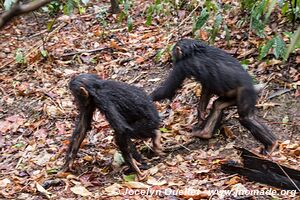 Parc national de Gombe Stream - Lac Tanganyika - Tanzanie