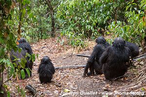 Parc national de Gombe Stream - Lac Tanganyika - Tanzanie