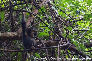 Gombe Stream National Park - Lake Tanganyika - Tanzania