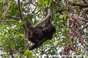 Parc national de Gombe Stream - Lac Tanganyika - Tanzanie