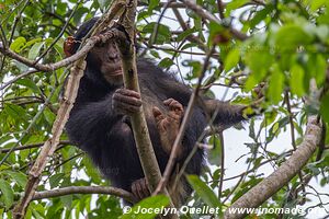 Parc national de Gombe Stream - Lac Tanganyika - Tanzanie