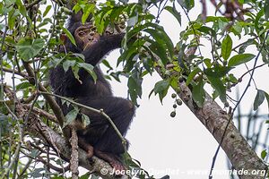 Parc national de Gombe Stream - Lac Tanganyika - Tanzanie