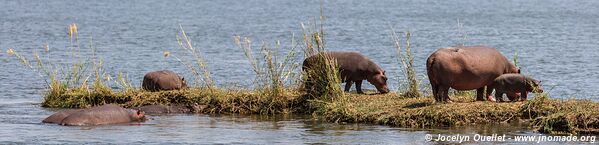 Parc national de Mana Pools - Zimbabwe