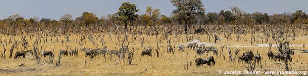 Hwange National Park - Zimbabwe