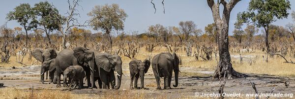 Parc national de Hwange - Zimbabwe