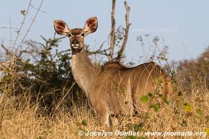 Parc national de Gonarezhou - Zimbabwe