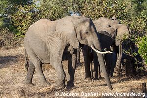 Parc national de Gonarezhou - Zimbabwe