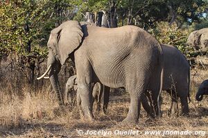 Parc national de Gonarezhou - Zimbabwe