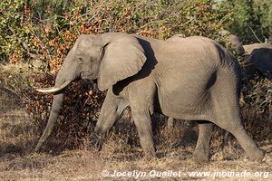 Parc national de Gonarezhou - Zimbabwe