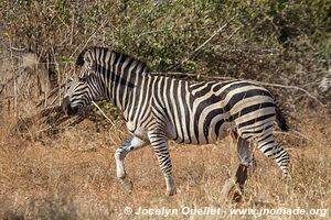 Parc national de Gonarezhou - Zimbabwe