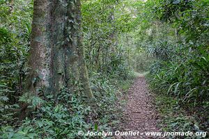 Forêt de Chirinda - Zimbabwe