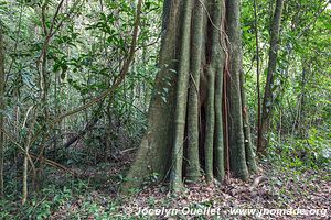 Forêt de Chirinda - Zimbabwe