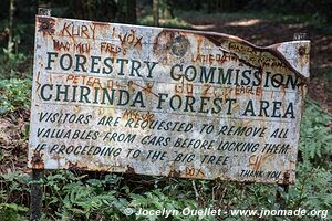 Forêt de Chirinda - Zimbabwe