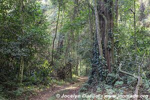 Forêt de Chirinda - Zimbabwe