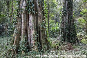 Forêt de Chirinda - Zimbabwe